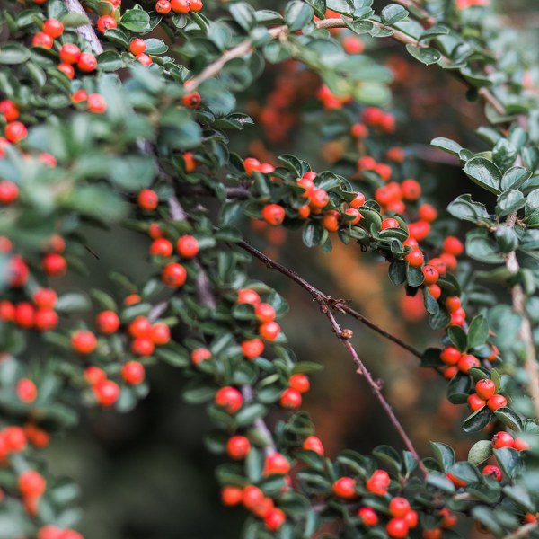cotoneaster3